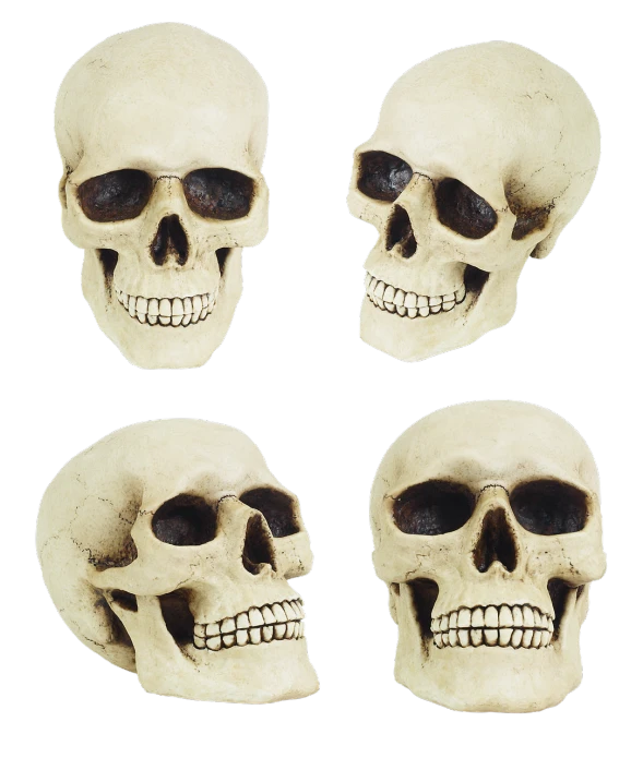 a group of four skulls sitting next to each other, high detail product photo, detailed picture, foam, low detailed