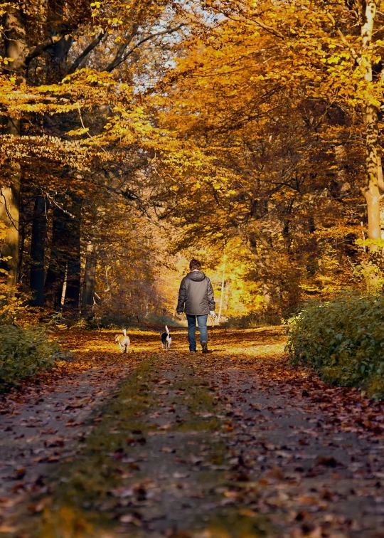 a man walking a dog down a leaf covered path, by Niels Lergaard, autumn! colors, gemmy woud - binendijk, amber, with dogs