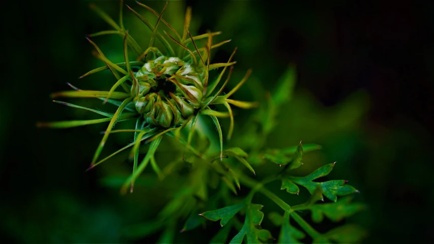 a close up of a plant with green leaves, a macro photograph, by Matthias Weischer, hurufiyya, pincushion lens effect, twisting organic tendrils, vegetation and flowers, late evening