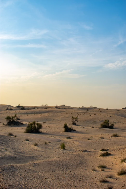 there is no image here to provide a caption for, a picture, by Dietmar Damerau, shutterstock, dau-al-set, desert scenery, late afternoon, dubai, sparse vegetation