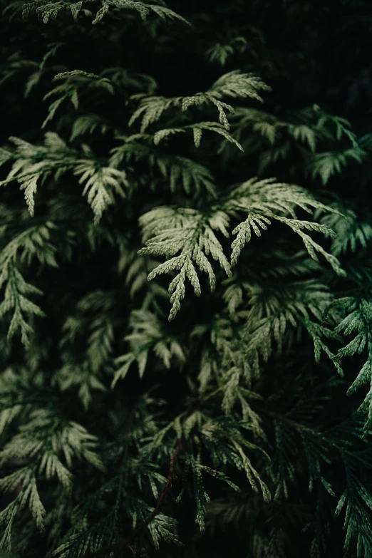a close up of a tree with green leaves, a picture, inspired by Elsa Bleda, weed background, redwood background, black fir, forest style studio shot