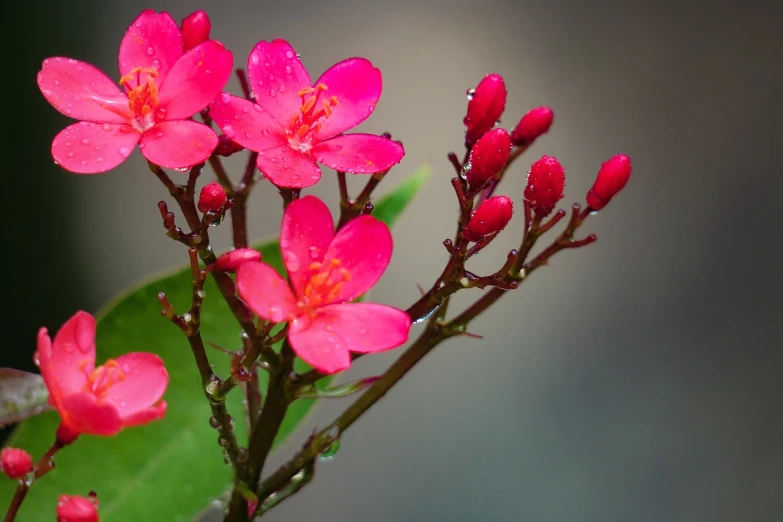 a bunch of pink flowers sitting on top of a green leaf, a macro photograph, by Yi Jaegwan, hurufiyya, rain red color bleed, jasmine, kauai springtime, traditional art