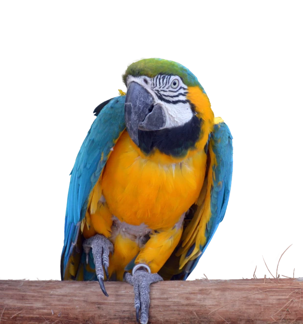 a blue and yellow parrot sitting on a branch, shutterstock, on black background, wood, pet animal, sassy pose