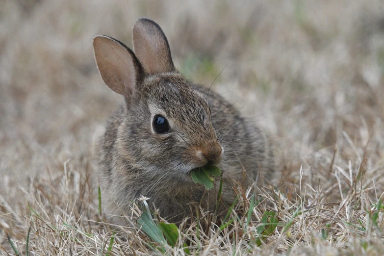 a small rabbit that is sitting in the grass, by Linda Sutton, flickr, npr, endangered, grain”