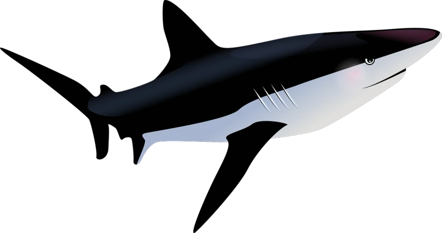 a close up of a shark on a black background, concept art, by David Budd, trending on pixabay, hurufiyya, clean cel shaded vector art, fork, 3/4 view from below, shaped like a yacht