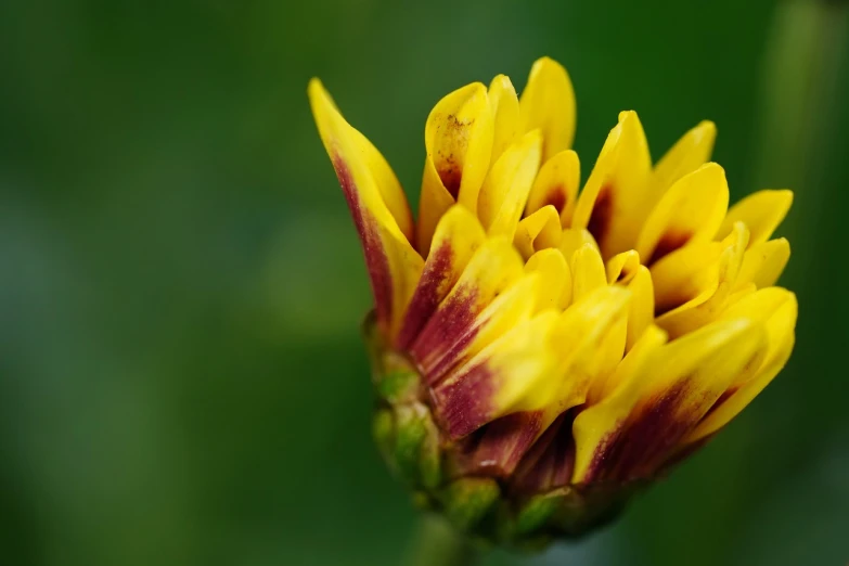 a close up of a yellow and red flower, a macro photograph, by Jan Rustem, yellow and greens, flowering buds, dof, helianthus flowers