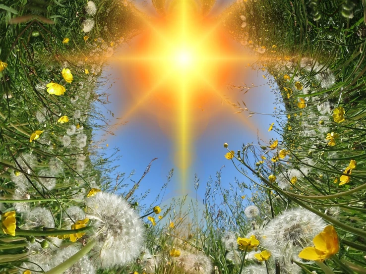 the sun shines brightly over a field of dandelions, by Igor Grabar, pixabay, digital art, holy light halo, field with grass and flowers, opening a shining portal, summer of love