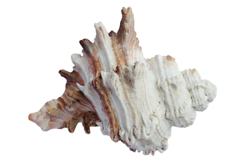 a close up of a shell on a black background, highly detailed product photo, driftwood, albino mystic, white background