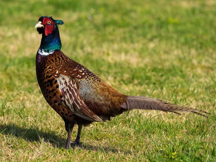 a bird that is standing in the grass, shutterstock, renaissance, pheasant guard sits on a stump, older male, stock photo, male and female