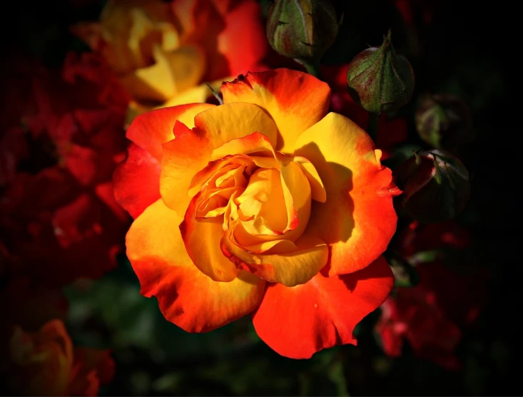 a close up of a yellow and red rose, epic red - orange sunlight, full of colour 8-w 1024, explosion of colorful flowers, wonderful scene