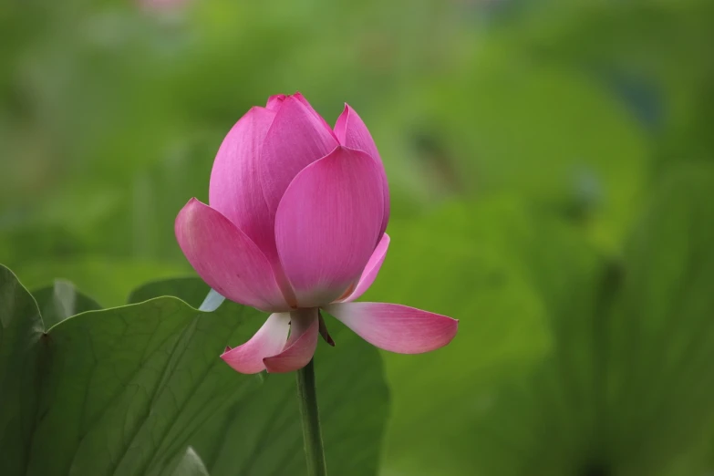 a pink flower sitting on top of a green leaf, a picture, by Yi Jaegwan, hurufiyya, lotus petals, beautiful flower, nezha, a wide shot