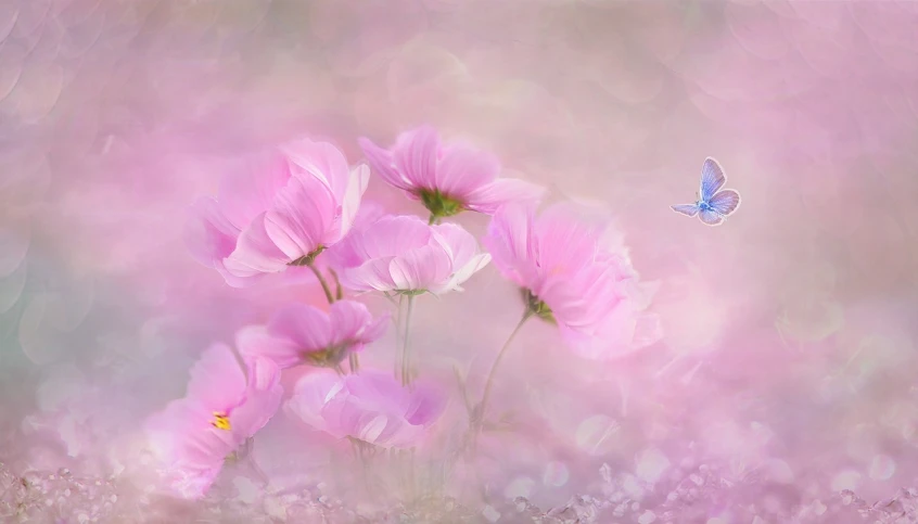 a painting of pink flowers and a blue butterfly, by Li Mei-shu, trending on pixabay, digital art, anemone, soft light misty, miniature cosmos, photo taken with nikon d 7 5 0