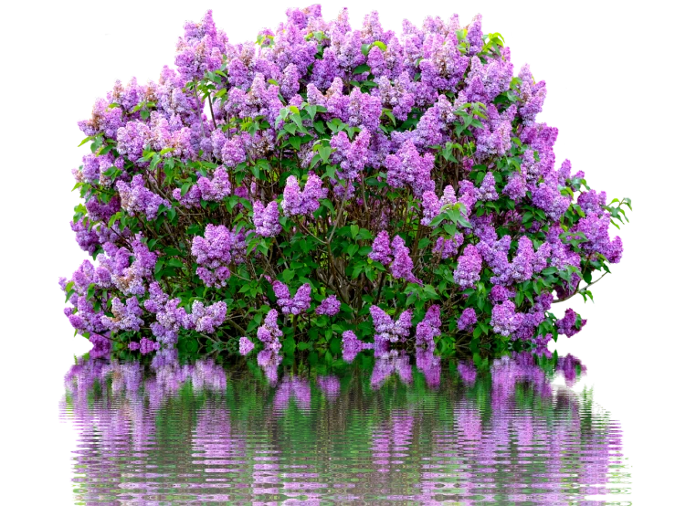 a bush of lila flowers is reflected in the water, a digital rendering, by Harold von Schmidt, shutterstock, lilacs, flowers!!!!, stunning screensaver, on black background