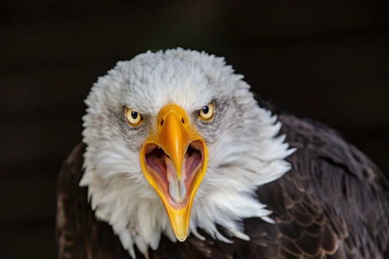 a close up of a bald eagle with its mouth open, a portrait, shutterstock, baroque, angry facial expression, museum quality photo, usa-sep 20, they are fighting very angry