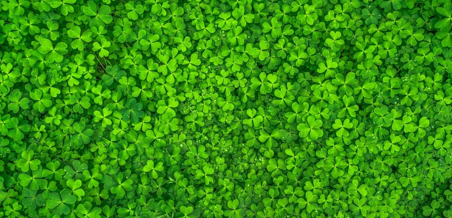 a close up of a bunch of green leaves, a stock photo, by Adam Marczyński, shutterstock, fine art, background full of lucky clovers, isometric invironment, 2 0 5 6 x 2 0 5 6, hd phone wallpaper