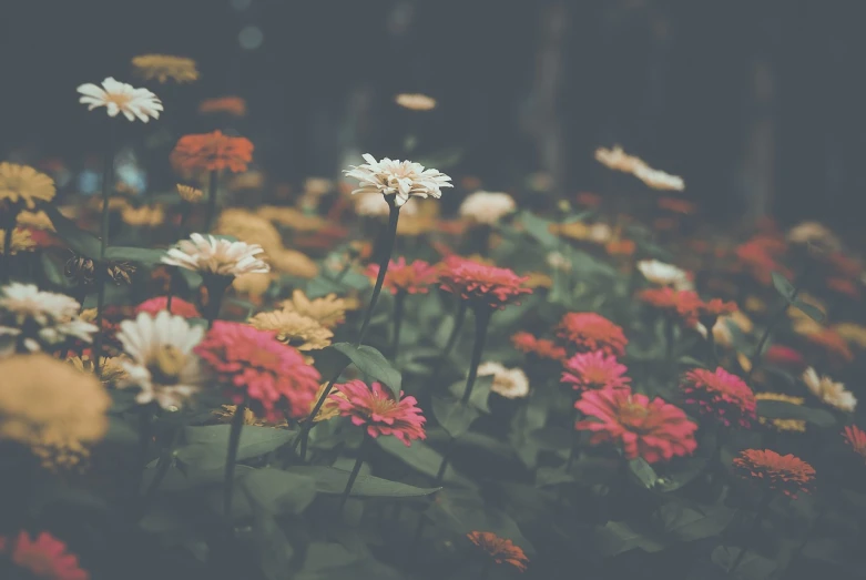 a bunch of flowers sitting on top of a lush green field, a picture, by Elsa Bleda, color field, retro effect, on a dark background, gardens with flower beds, chrysanthemum eos-1d