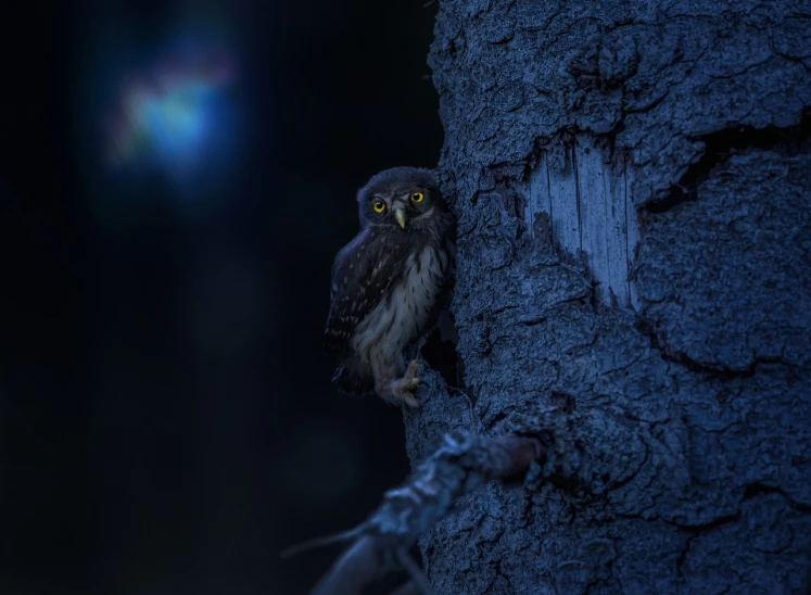 a small owl sitting on top of a tree, by Dietmar Damerau, shutterstock contest winner, photorealism, night light, photography alexey gurylev, photo taken with sony a7r, cute little creature