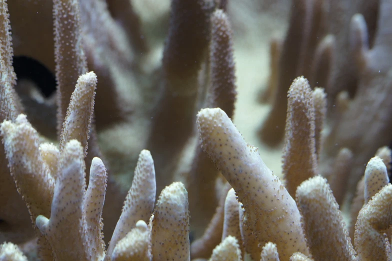 a close up of some very pretty corals, a macro photograph, figuration libre, museum quality photo, high detail photo, thin spikes, closeup cinematic aquatic scene