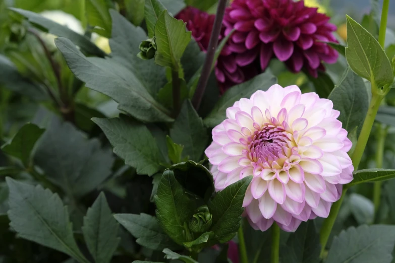 a close up of a pink and purple flower, a picture, by Rainer Maria Latzke, dahlias, lush garden leaves and flowers, medium wide shot, walking down