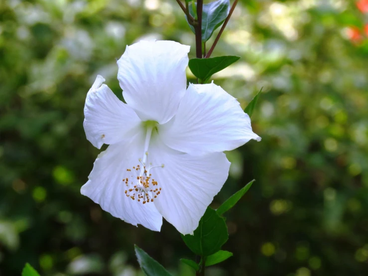 a close up of a white flower with green leaves, by Phyllis Ginger, flickr, hurufiyya, hibiscus, various posed, southern wildflowers, with a white muzzle
