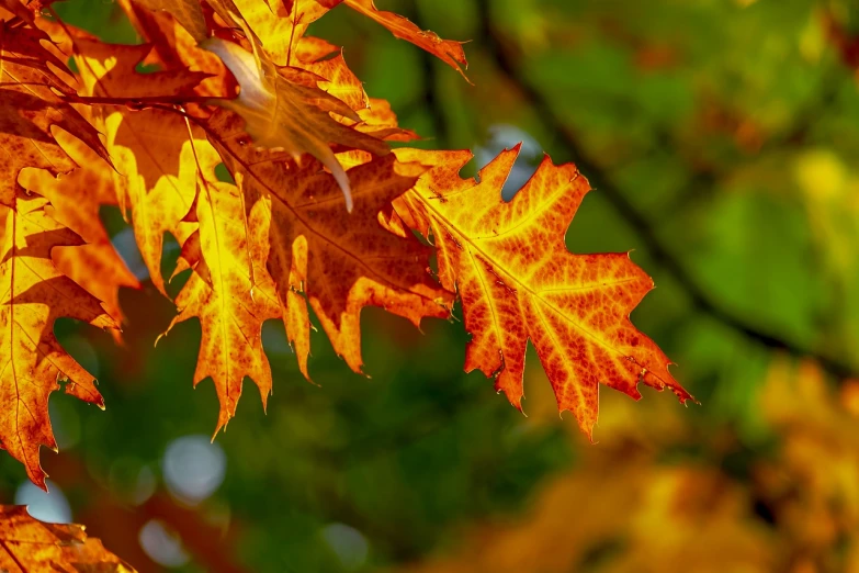 a close up of some leaves on a tree, a photo, by Ivan Grohar, shutterstock, full of colour 8-w 1024, autumn colour oak trees, complex layered composition!!, flaming leaves