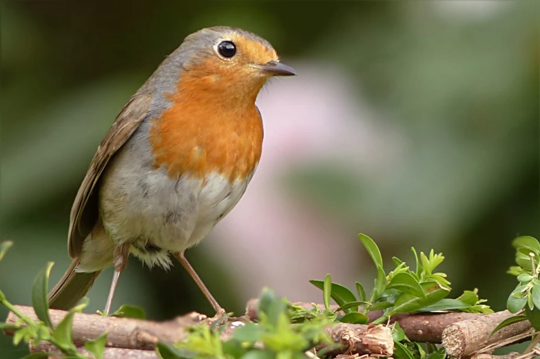 a small bird sitting on top of a tree branch, by Robert Brackman, trending on pixabay, renaissance, robin, looking defiantly at the camera, [ 4 k photorealism ], david hardy