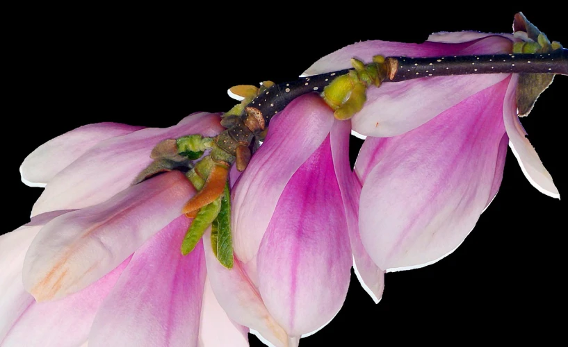 a close up of two pink flowers on a branch, a macro photograph, by Jan Rustem, art photography, magnolia goliath head ornaments, vicious snapping alligator plant, microscopic view, during the night