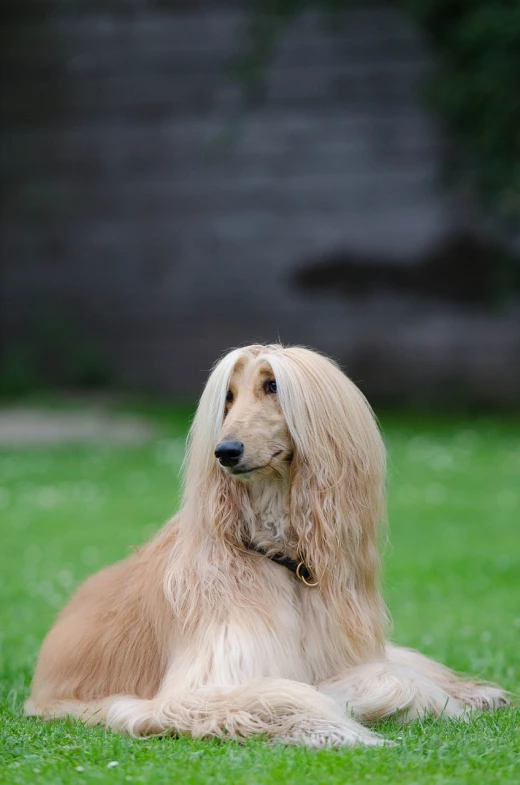 a dog that is laying down in the grass, a portrait, by Jan Rustem, pixabay, renaissance, elaborate long hairstyle, beautiful smooth oval head, taken in the late 2000s, an afghan male type