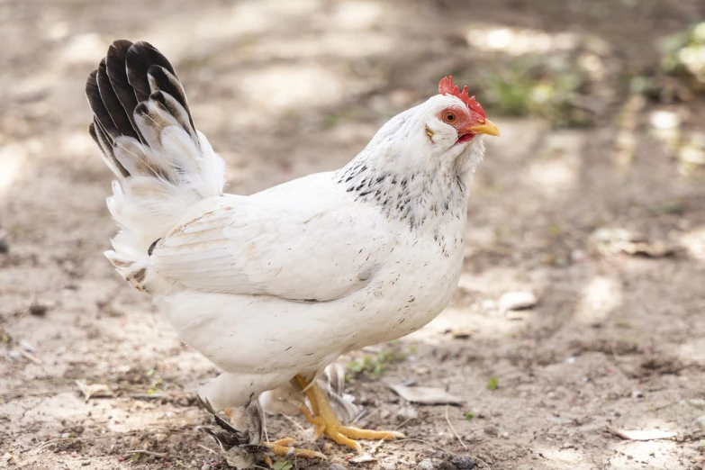 a white chicken standing on top of a dirt field, a portrait, high res photo, regal pose, shiny white skin, shaded