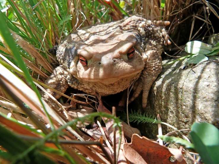 a toad that is sitting in the grass, a portrait, by Robert Brackman, flickr, sōsaku hanga, menacing!, chunky!!!, very detailed”, in the sun