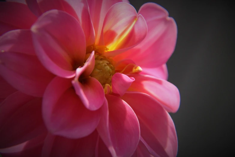 a close up of a pink flower on a black background, flickr, curvaceous. detailed, soft morning light, dahlias, a close-up