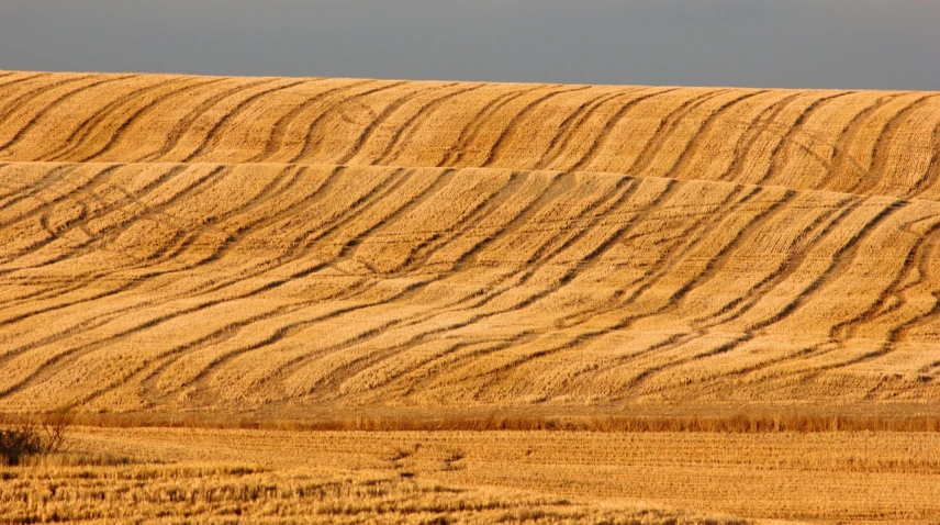 a lone horse standing in the middle of a field, inspired by Jan Rustem, flickr, land art, immense wheat fields, layers of strata, washington, 200mm wide shot