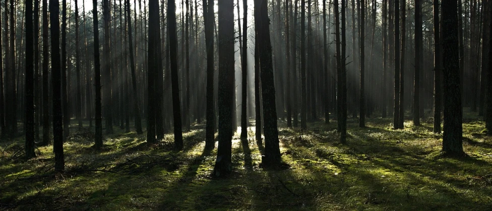 the sun is shining through the trees in the forest, by Jacob Kainen, flickr, minimalism, moor, light shafts, forestpunk, slenderman in the woods