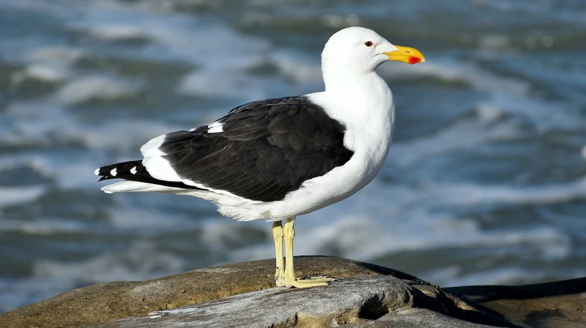 a seagull standing on a rock in front of the ocean, a portrait, by David Budd, pixabay, arabesque, his nose is a black beak, with a yellow beak, 2 0 1 0 photo, california;