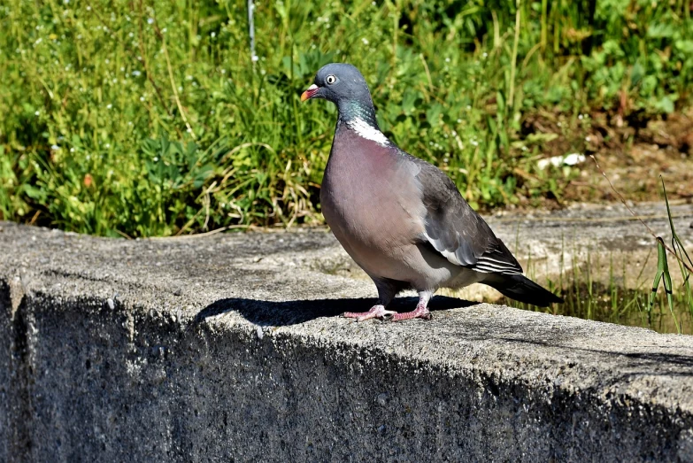 a pigeon sitting on top of a cement wall, by Jan Rustem, pixabay, happening, purple. smooth shank, cute decapodiformes, long pointy pink nose, sidewalk