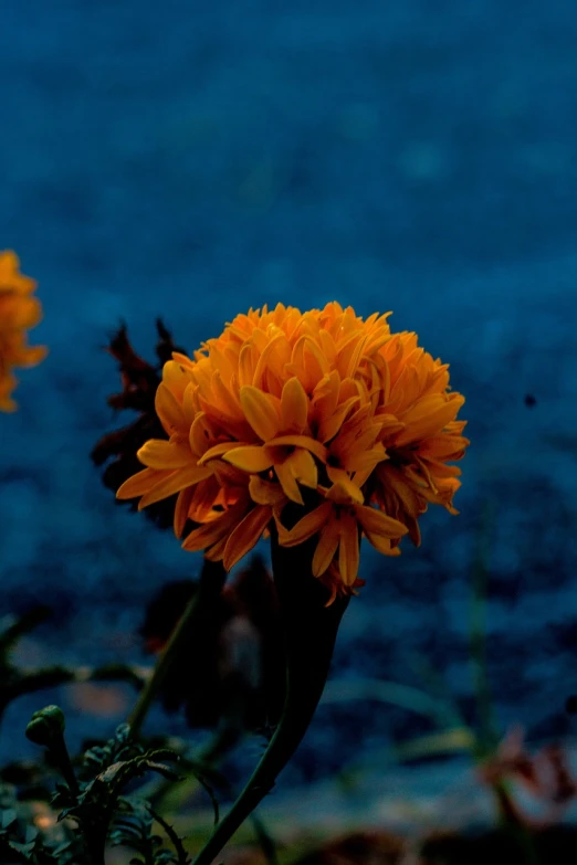 a close up of a flower near a body of water, a macro photograph, vanitas, blue!! with orange details, late summer evening, marigold flowers, night sky full of flowers