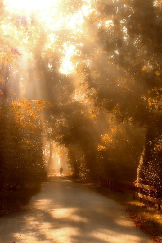 a park bench sitting on the side of a road, a picture, inspired by Igor Zenin, romanticism, sun - rays through canopy, golden mist, boke, sun beaming down on him