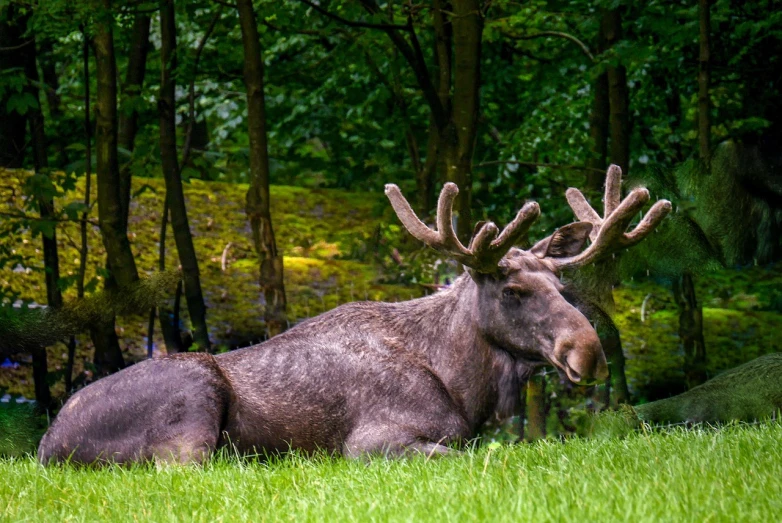 a moose that is laying down in the grass, a picture, by Edward Corbett, shutterstock, folk art, majestic forest grove, glasgow, chilling 4 k, 5 years old