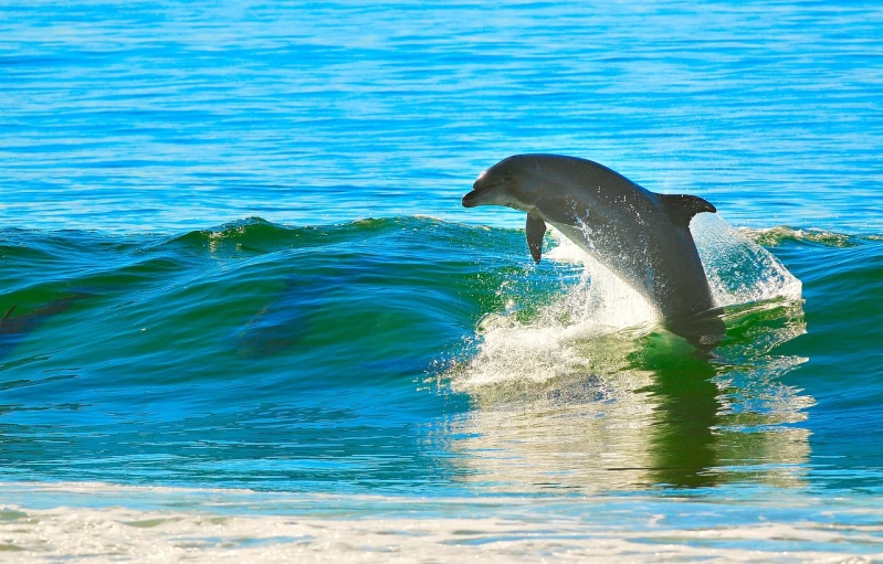 a dolphin is jumping out of the water, a stock photo, by Dave Melvin, shutterstock, fine art, high-quality photo, new zealand, slice of life”, sunlit