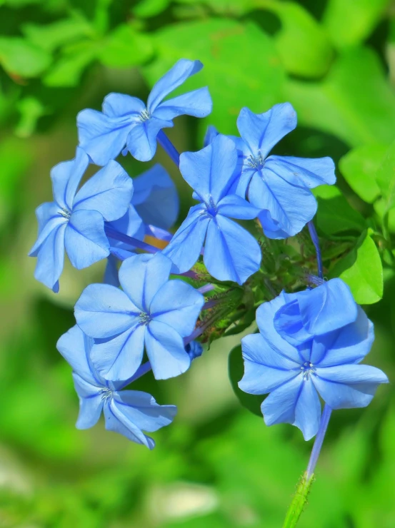 a close up of a bunch of blue flowers, by Jan Rustem, shutterstock, hurufiyya, lush garden leaves and flowers, beautiful flower, on a bright day, closeup photo