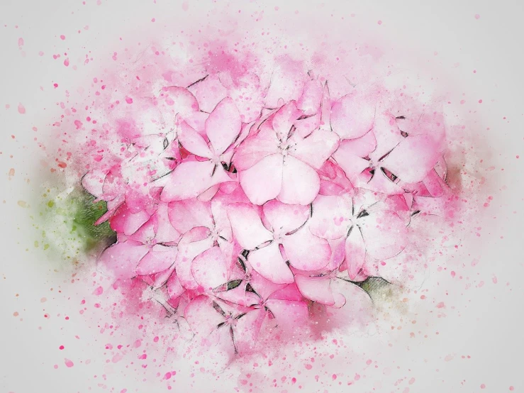 a close up of a bunch of pink flowers, a digital painting, by Anna Füssli, trending on pixabay, an isolated hydrangea plant, watercolor splash, on a pale background, sakura bloomimg
