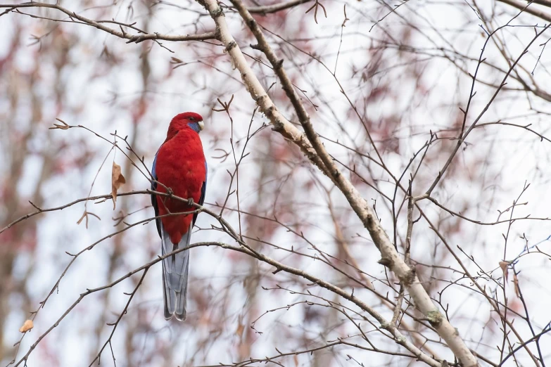 a red bird sitting on top of a tree branch, a photo, inspired by Charles Bird King, shutterstock, full body wide shot, older male, a snowy day in the forest, blue or red