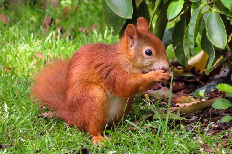 a red squirrel sitting on top of a lush green field, by Robert Brackman, flickr, clasps his bangs in one hand, in a red dish, aged 2 5, but very good looking”