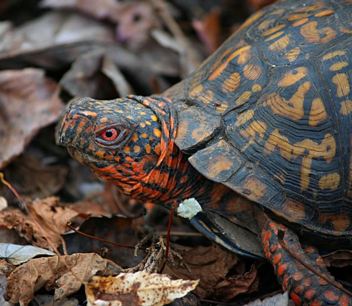 a close up of a turtle on the ground, by Adam Chmielowski, renaissance, red and orange colored, amongst foliage, scaly, red scales on his back