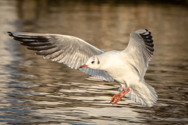 a white bird flying over a body of water, a portrait, by Hans Schwarz, shutterstock, arabesque, winter sun, bronze!! (eos 5ds r, at takeoff, ruffled wings