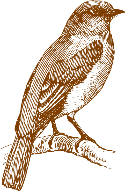 a drawing of a bird sitting on a branch, a woodcut, inspired by Aldus Manutius, trending on pixabay, dark orange, fine texture detail, glowing owl, background image