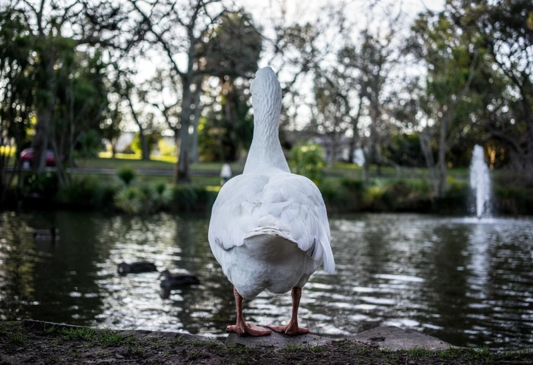 a white duck standing next to a body of water, a portrait, unsplash, photorealism, in a city park, new zealand, his back is turned, 2 4 mm wide angle