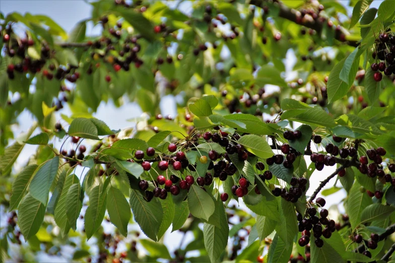 a bunch of ripe cherries hanging from a tree, hurufiyya, chicago, mmmmm, viewed from afar, celshading