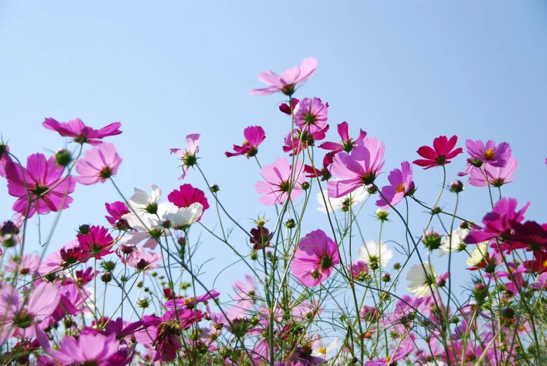 a field of pink and white flowers with a blue sky in the background, romanticism, cosmos, low angle photo, sasai ukon masanao, marketing photo