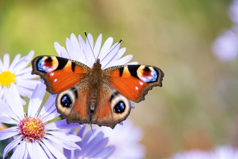 a butterfly that is sitting on a flower, a picture, by Anna Haifisch, shutterstock, peacock, friendly eyes, sergey krasovskiy, document photo